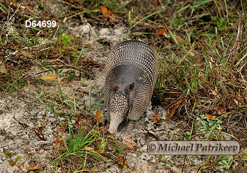 Dasypus novemcinctus